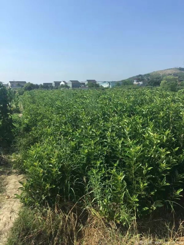 法國冬青圖片基地實拍 法國冬青圖片基地實拍