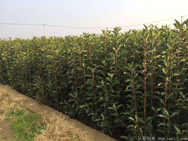 法國冬青圖片基地實拍 法國冬青圖片基地實拍