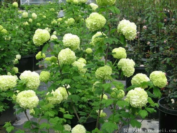 繡球花圖片基地實(shí)拍 繡球花圖片基地實(shí)拍