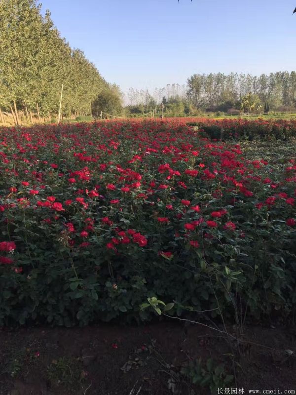 豐花月季圖片基地實拍 豐花月季圖片基地實拍