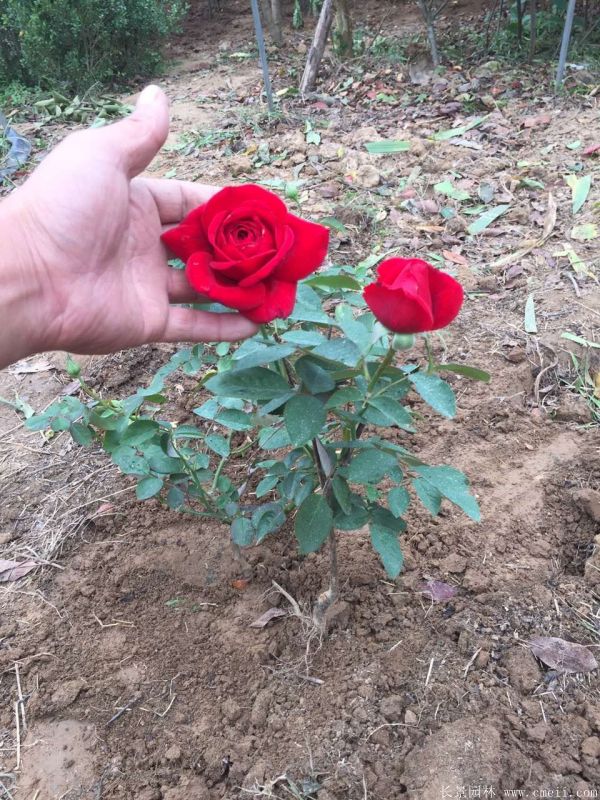 豐花月季圖片基地實拍 豐花月季圖片基地實拍