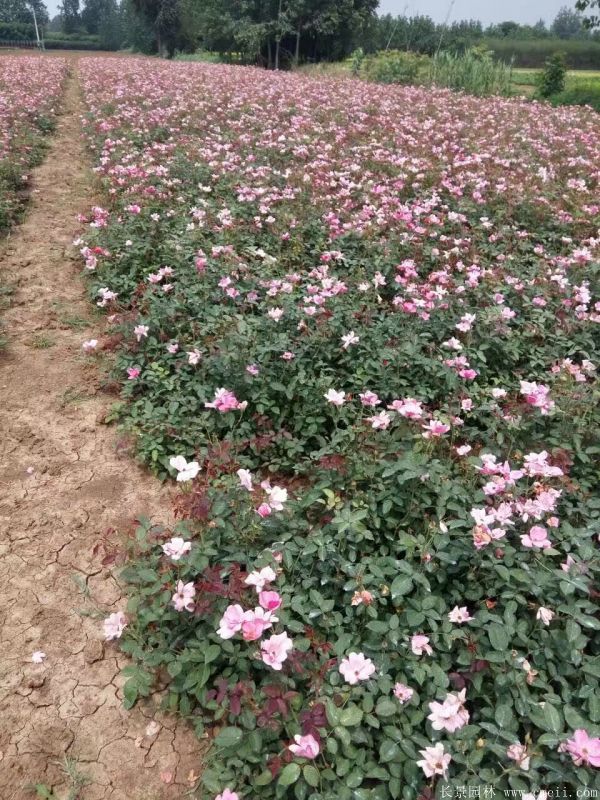 豐花月季圖片基地實拍 豐花月季圖片基地實拍