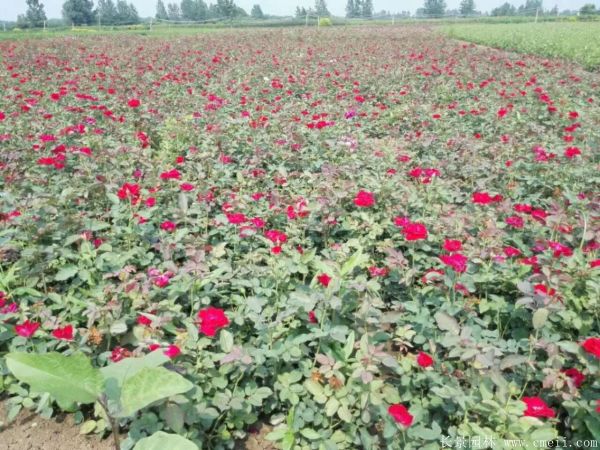 豐花月季圖片基地實拍 豐花月季圖片基地實拍