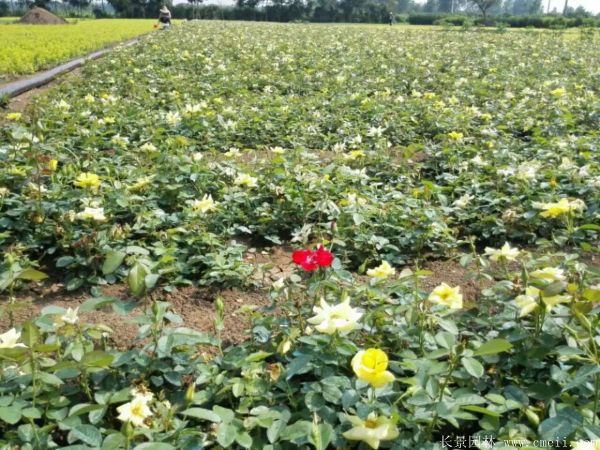 豐花月季圖片基地實拍 豐花月季圖片基地實拍