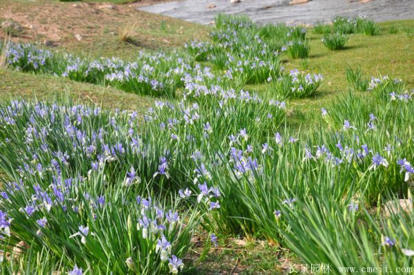 馬蘭花基地實拍圖片 馬蘭花基地實拍圖片