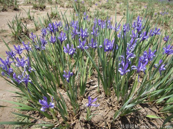 馬蘭花基地實拍圖片 馬蘭花基地實拍圖片