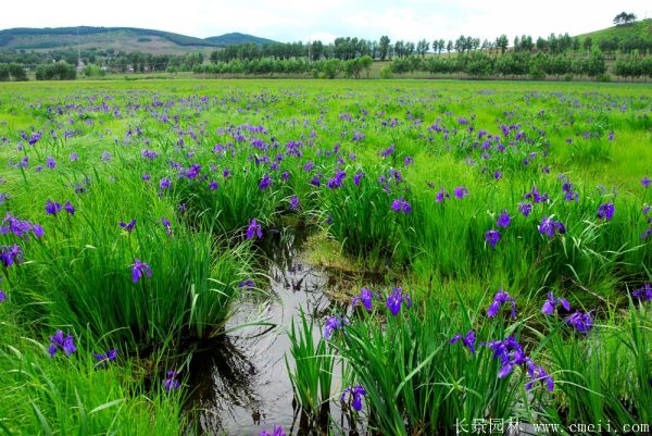 馬蘭花基地實拍圖片 馬蘭花基地實拍圖片