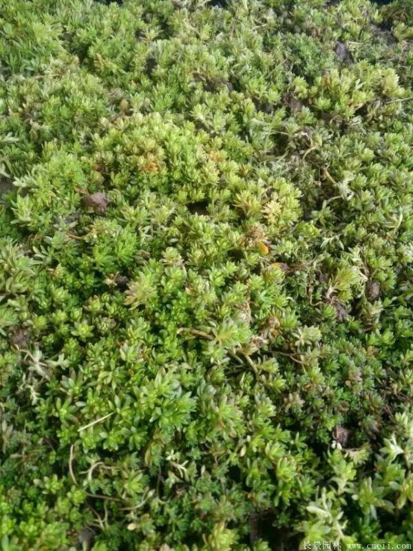 佛甲草基地實拍圖片 佛甲草基地實拍圖片