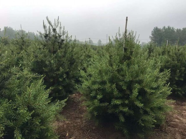 白皮松樹苗圖片 白皮松樹苗圖片