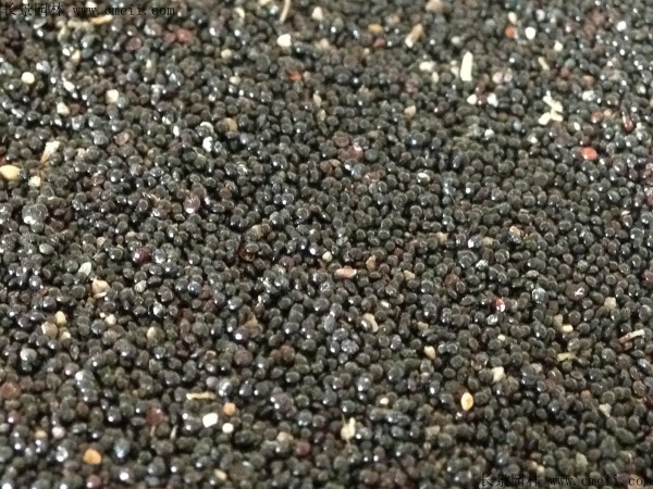 雞冠花種子圖片