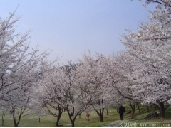 櫻花樹(shù)苗8_10公分價(jià)格近日來(lái)有所上漲，入手要快