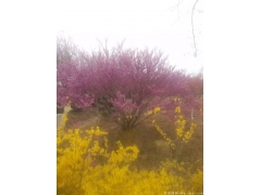 哪里的叢生紫荊價格比較便宜，多少錢一棵？