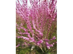 叢生紫荊多少錢一棵？