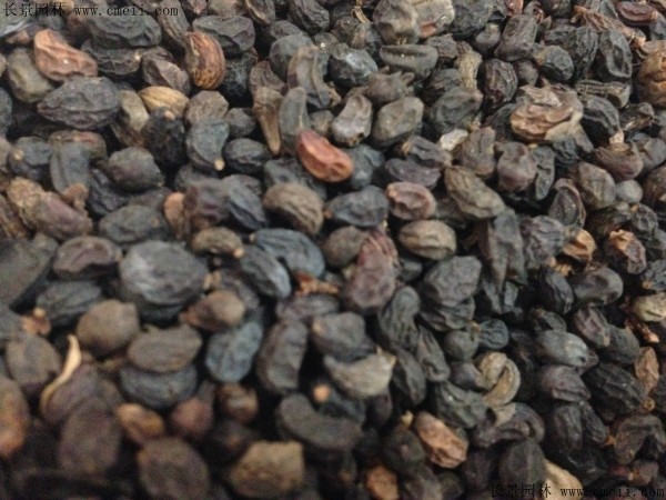 大葉女貞種子圖片 大葉女貞種子圖片