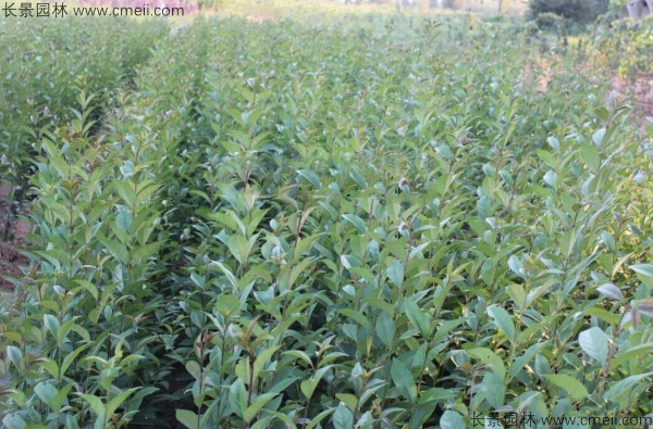 大葉女貞種子發(fā)芽出苗圖片 大葉女貞種子發(fā)芽出苗圖片