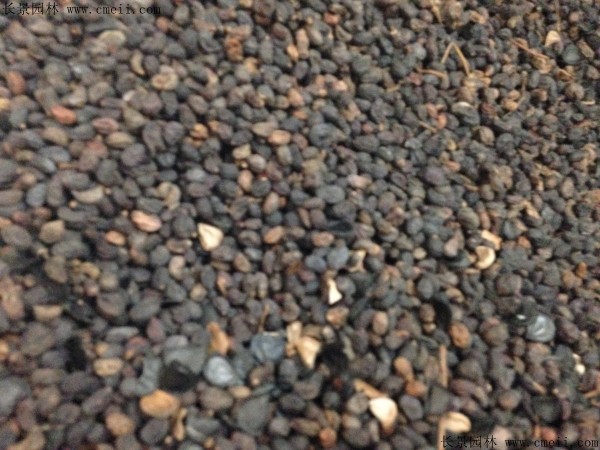 大葉女貞種子圖片 大葉女貞種子圖片