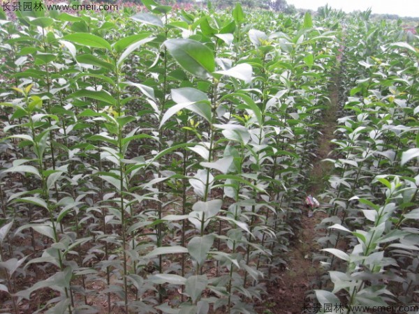 大葉女貞種子發(fā)芽出苗圖片 大葉女貞種子發(fā)芽出苗圖片