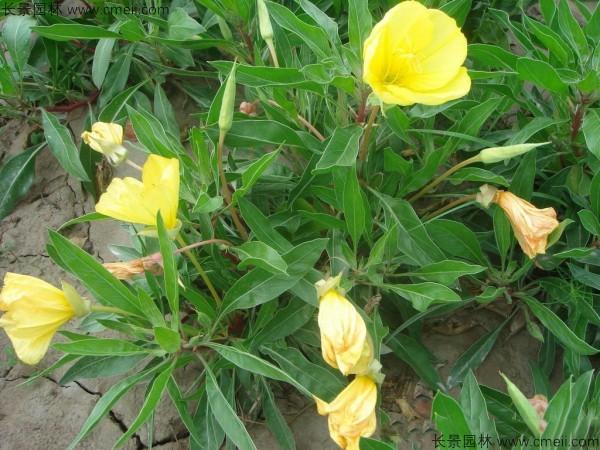 夜來(lái)香種子發(fā)芽出苗開(kāi)花圖片 夜來(lái)香種子發(fā)芽出苗開(kāi)花圖片