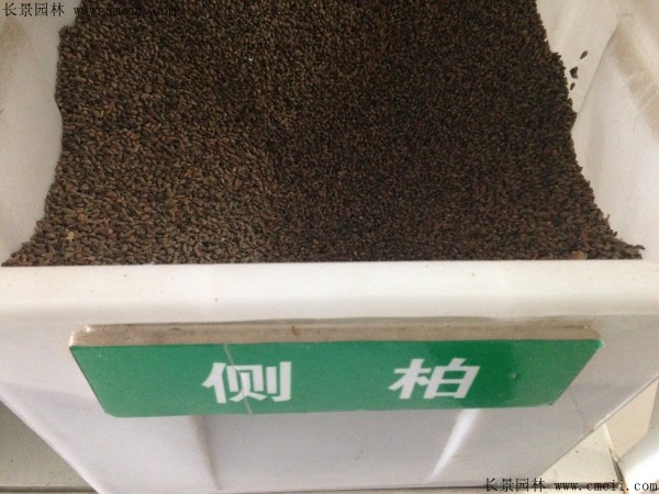側(cè)柏種子圖片 側(cè)柏種子圖片