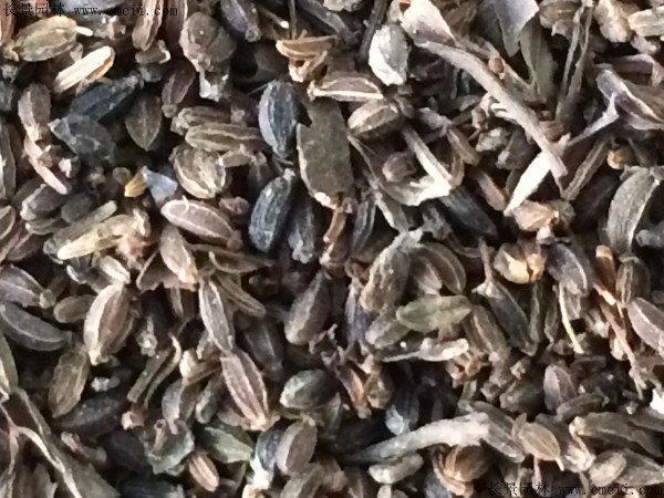 柴胡種子圖片 柴胡種子圖片