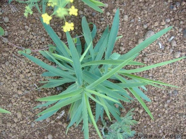 柴胡種子發(fā)芽出苗開花圖片 柴胡種子發(fā)芽出苗開花圖片