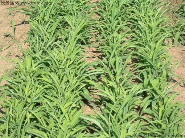 柴胡種子發(fā)芽出苗開花圖片 柴胡種子發(fā)芽出苗開花圖片