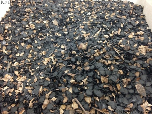 劍麻種子圖片 劍麻種子圖片