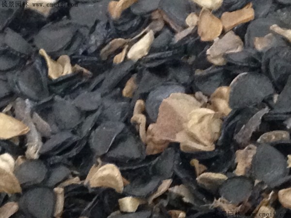 劍麻種子圖片 劍麻種子圖片