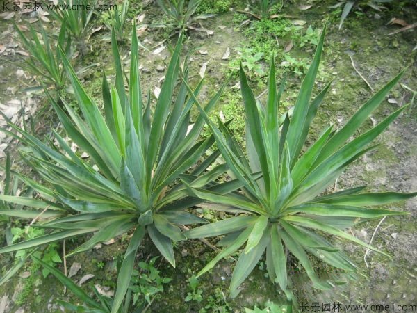 劍麻種子發(fā)芽出苗圖片 劍麻種子發(fā)芽出苗圖片