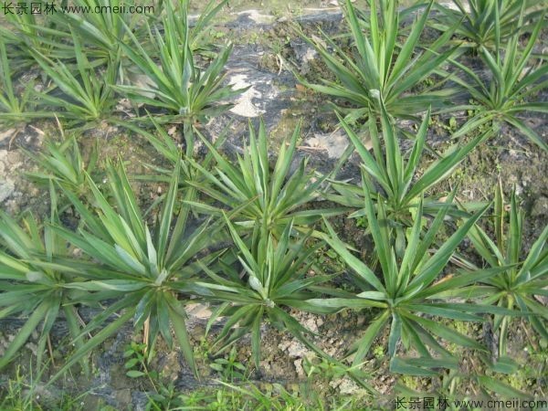 劍麻種子發(fā)芽出苗圖片 劍麻種子發(fā)芽出苗圖片