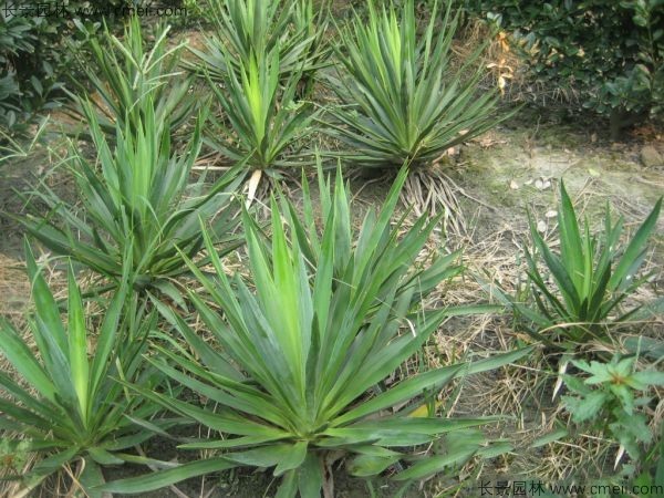 劍麻種子發(fā)芽出苗圖片 劍麻種子發(fā)芽出苗圖片