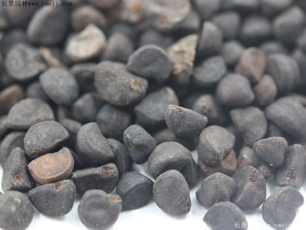 牽?；ǚN子圖片