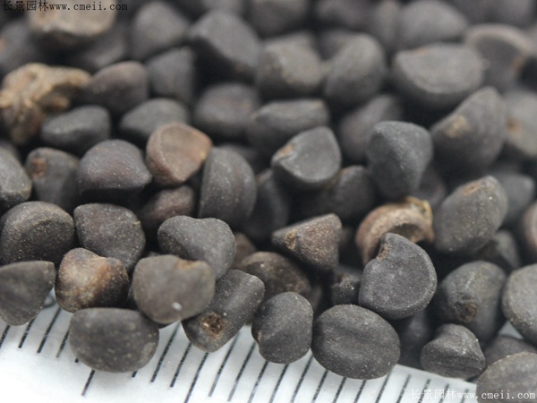 牽?；ǚN子圖片