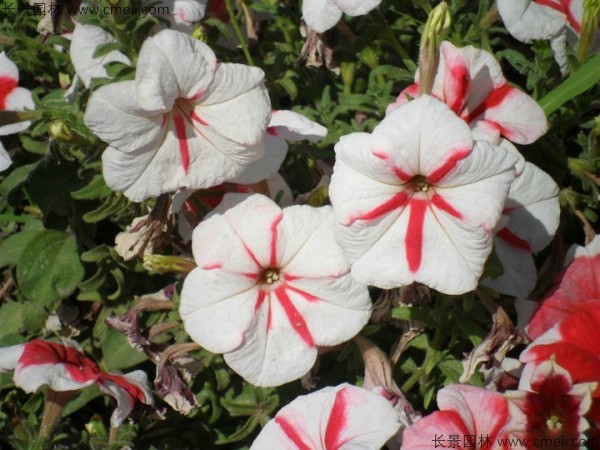 牽?；ǚN子發(fā)芽出苗開花圖片