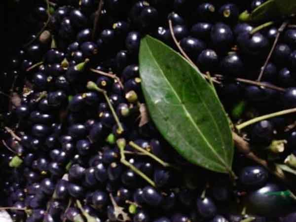 天竺桂種子圖片 天竺桂種子圖片