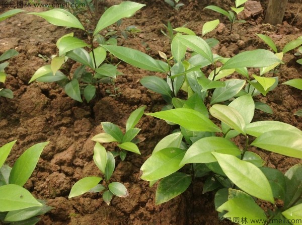 天竺桂種子發(fā)芽出苗圖片 天竺桂種子發(fā)芽出苗圖片