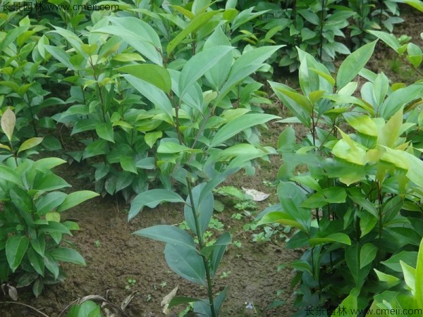 天竺桂種子發(fā)芽出苗圖片 天竺桂種子發(fā)芽出苗圖片
