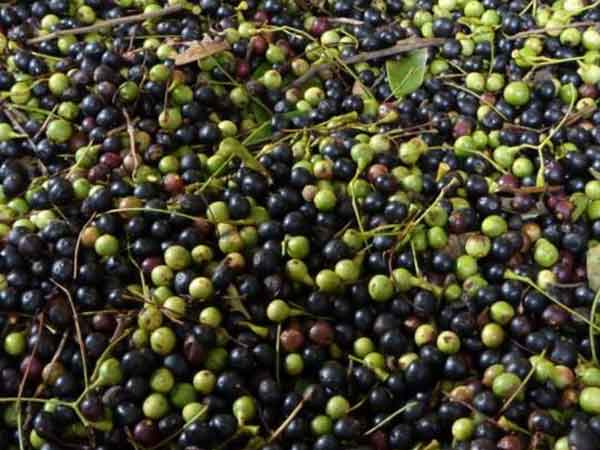 天竺桂種子圖片 天竺桂種子圖片