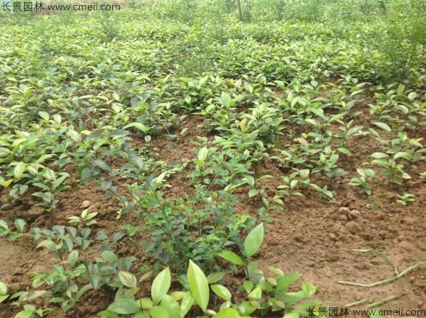 天竺桂種子發(fā)芽出苗圖片 天竺桂種子發(fā)芽出苗圖片