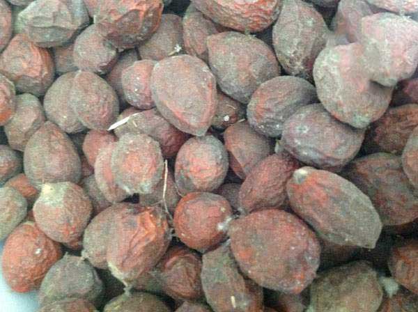 鐵樹種子圖片 鐵樹種子圖片