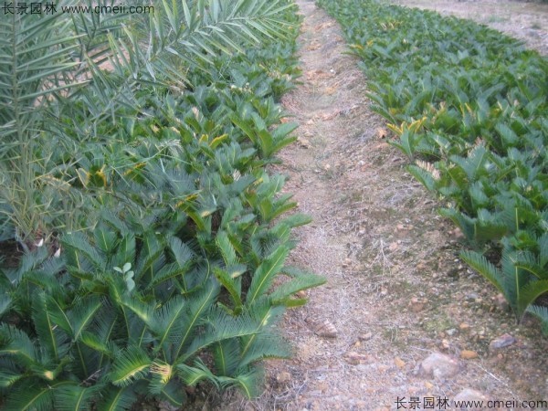 鐵樹種子發(fā)芽出苗圖片 鐵樹種子發(fā)芽出苗圖片