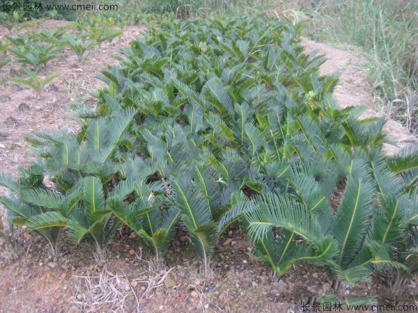 鐵樹種子發(fā)芽出苗圖片 鐵樹種子發(fā)芽出苗圖片