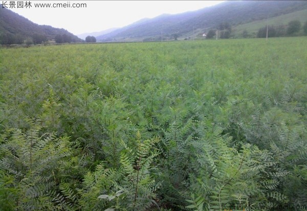 文冠果種子發(fā)芽出苗圖片 文冠果種子發(fā)芽出苗圖片