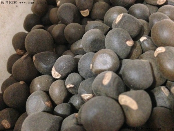 文冠果種子圖片 文冠果種子圖片