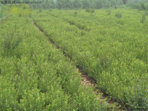 文冠果種子發(fā)芽出苗圖片 文冠果種子發(fā)芽出苗圖片