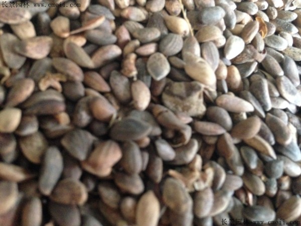 油松種子圖片 油松種子圖片