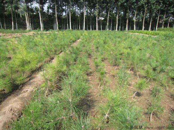 油松種子發(fā)芽出苗圖片 油松種子發(fā)芽出苗圖片