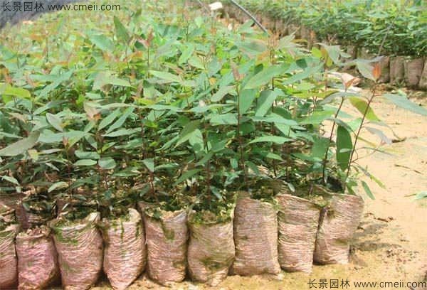 桉樹種子發(fā)芽出苗圖片 桉樹種子發(fā)芽出苗圖片