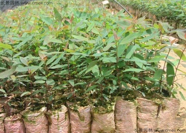 桉樹種子發(fā)芽出苗圖片 桉樹種子發(fā)芽出苗圖片