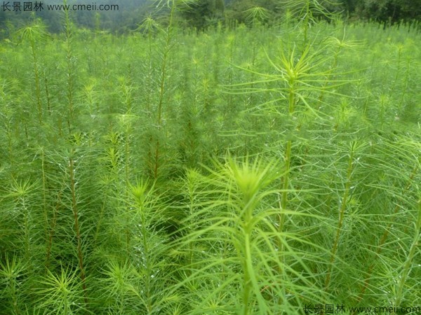 落葉松種子發(fā)芽出苗圖片 落葉松種子發(fā)芽出苗圖片